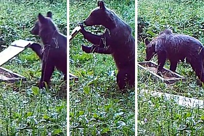 Регулярно объедавший лосей и кабанов медведь попал в объектив фотоловушки
