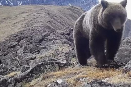 Озорной медведь попал в фотоловушку в Бурятии