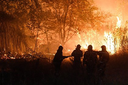 Найдена связь между лесными пожарами и развитием деменции