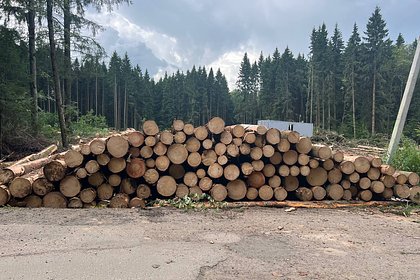 Под Боровском в Калужской области начали вырубать столетний лес