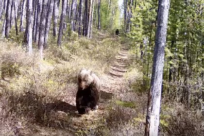 Самая медленная погоня медведицы за медвежонком попала на видео