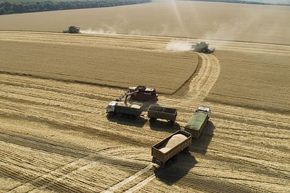 Прогноз сбора зерна в России заметно понизили