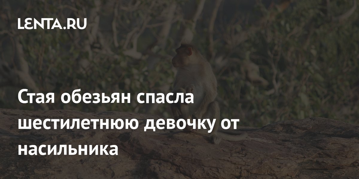 Спасение маленьких обезьянок. Обезьяны спасли девочку. Обезьяны спасли девочку. Обезьяны спасли девочку. Обезьяна мучает кота.