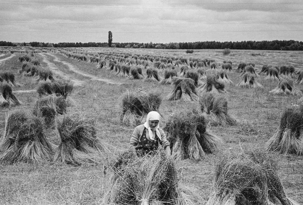 Вязание снопов. СССР, 1 августа 1958 года