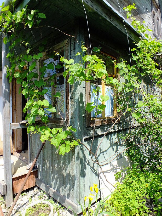 Vitis amurensis