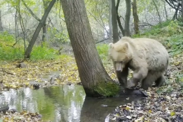 Вводная картинка