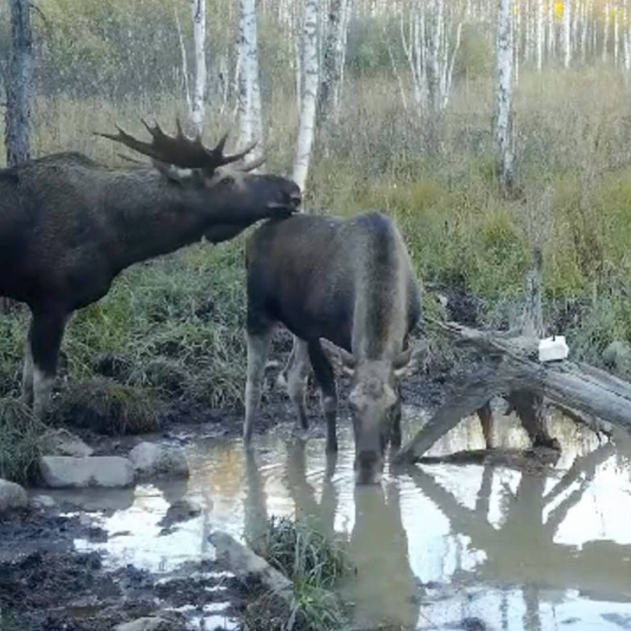 Кадр: Telegram-канал «Зигальга News»