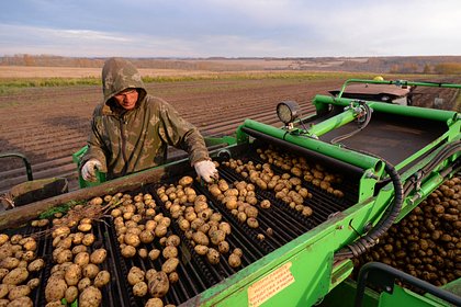 Впервые за восемь лет Россия вышла на самообеспечение картофелем