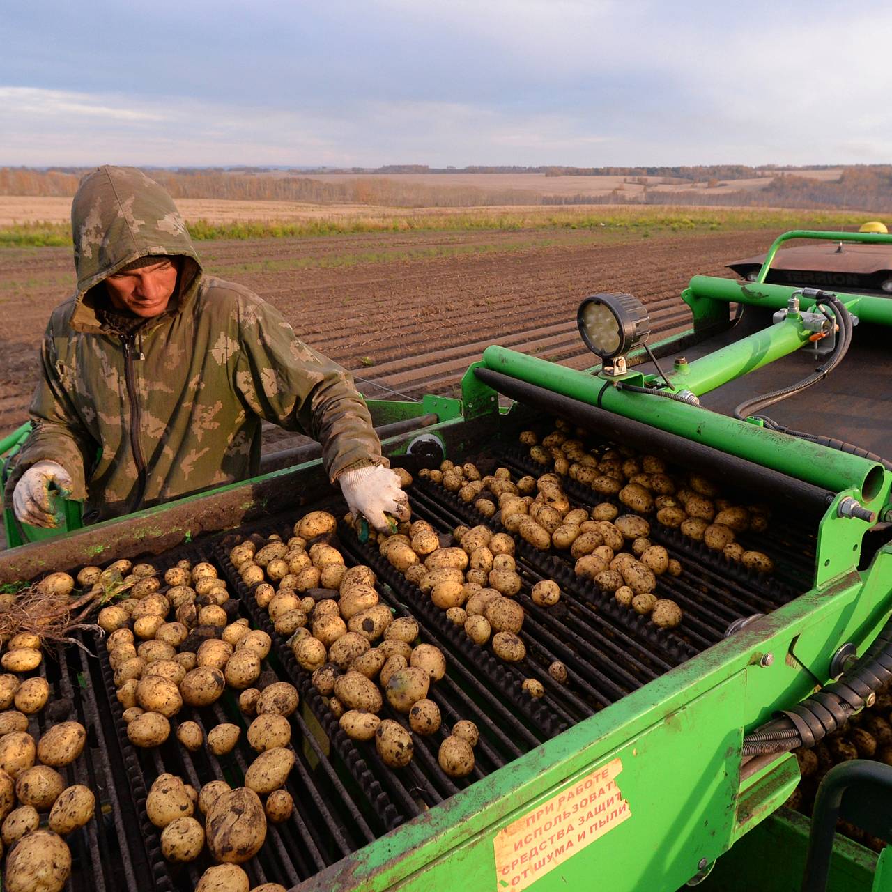Впервые за восемь лет Россия вышла на самообеспечение картофелем