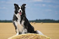 Как ухаживать за бордер-колли? Описание породы и особенности содержания собаки