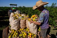 Засухи и ураганы уничтожают мировой урожай апельсинов. Смогут ли россияне купить любимый сок на праздники?