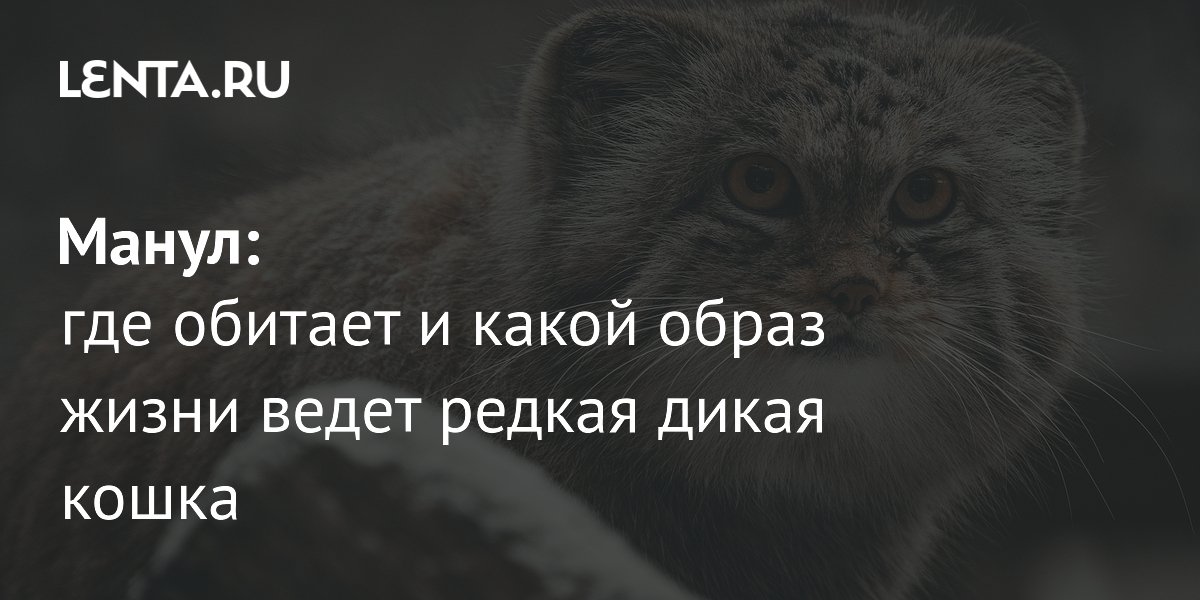 Манул: где обитает и какой образ жизни ведет редкая дикая кошка