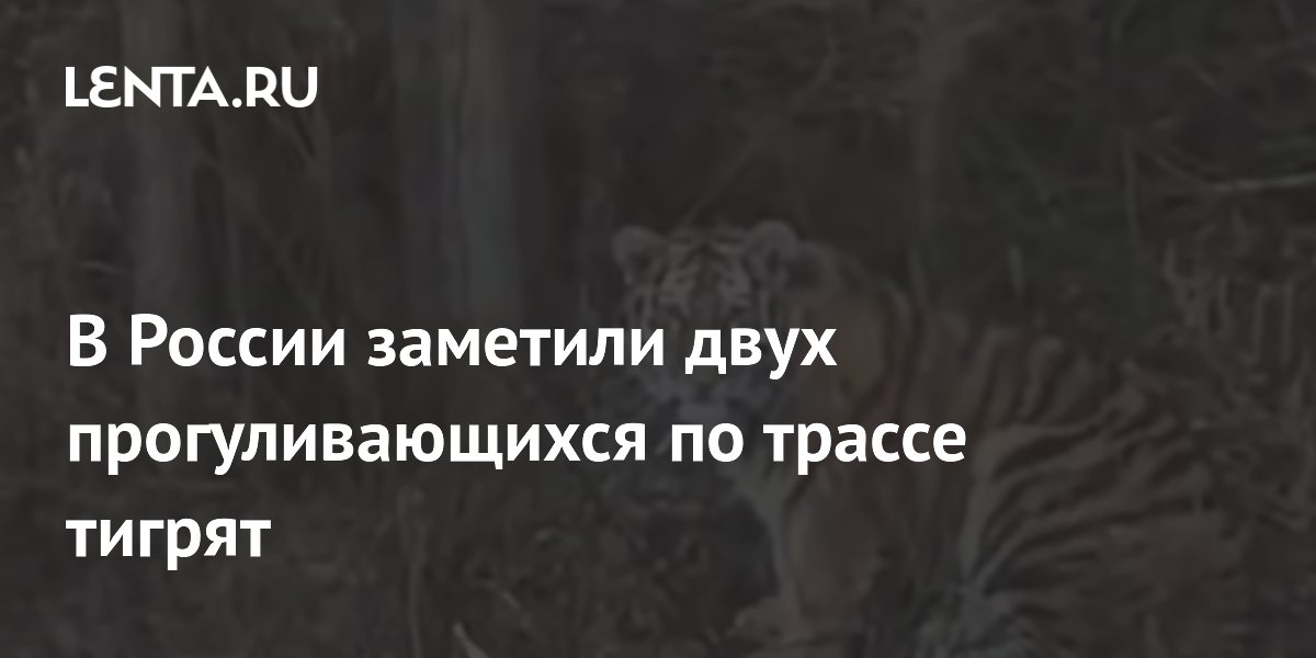 В России заметили двух прогуливающихся по трассе тигрят