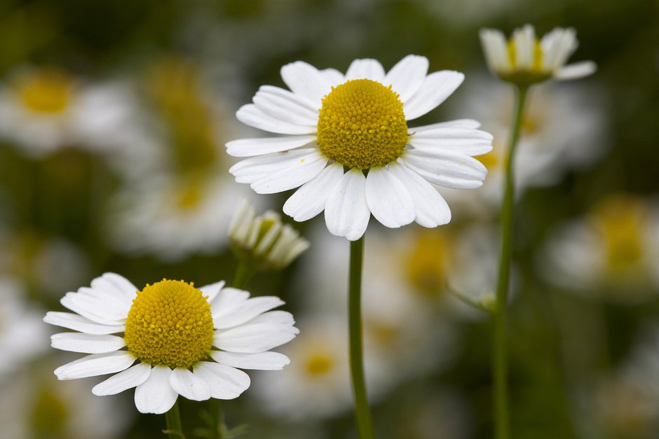 Әпкесі мен ағасы порно видеоны бөліседі Ішіндегі қызыл порно спермы