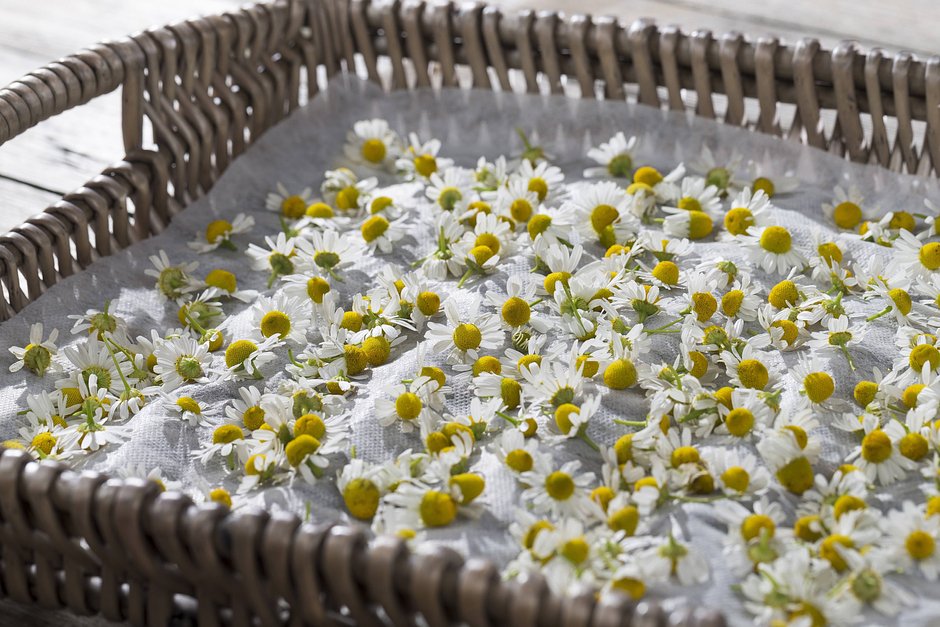 Жыныстағы ромашка позициясы Жыныстағы ромашка позициясы