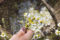Ромашка: свойства и показания к применению. Чем полезна для здоровья и состояния кожи?
