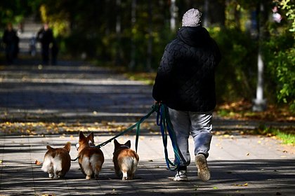 Москвичам пообещали возвращение осенней погоды