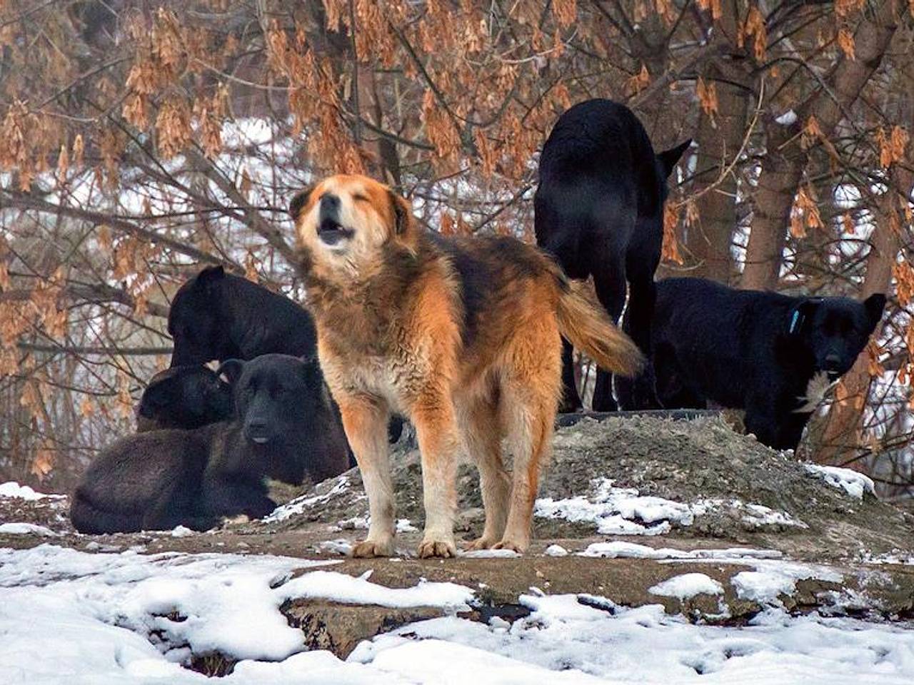 В российском регионе девочку покусали бездомные собаки: Следствие и суд:  Силовые структуры: Lenta.ru