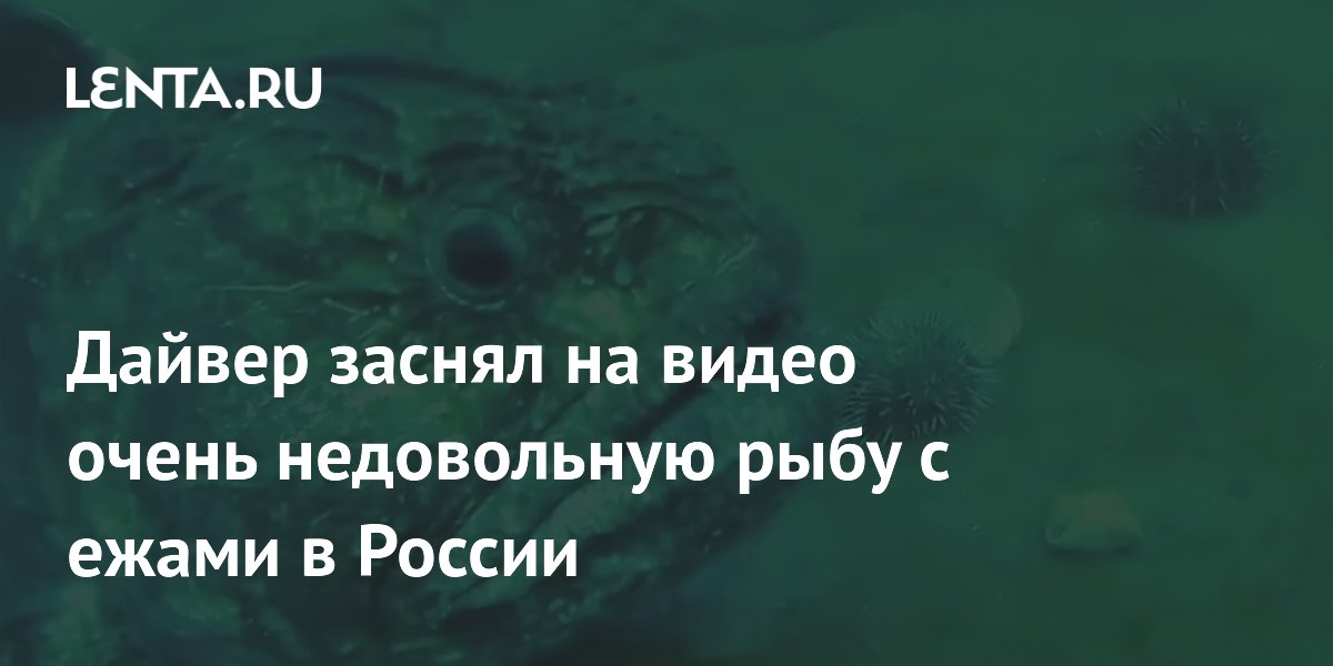 A diver filmed a very unhappy fish with urchins in Russia: Nature: My Country: Lenta.ru