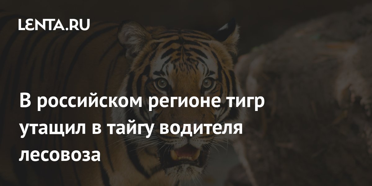 В российском регионе тигр утащил в тайгу водителя лесовоза