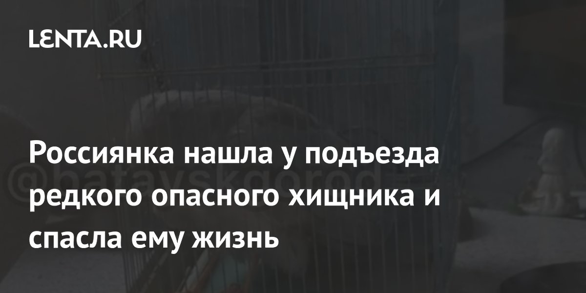 Россиянка нашла у подъезда редкого опасного хищника и спасла ему жизнь