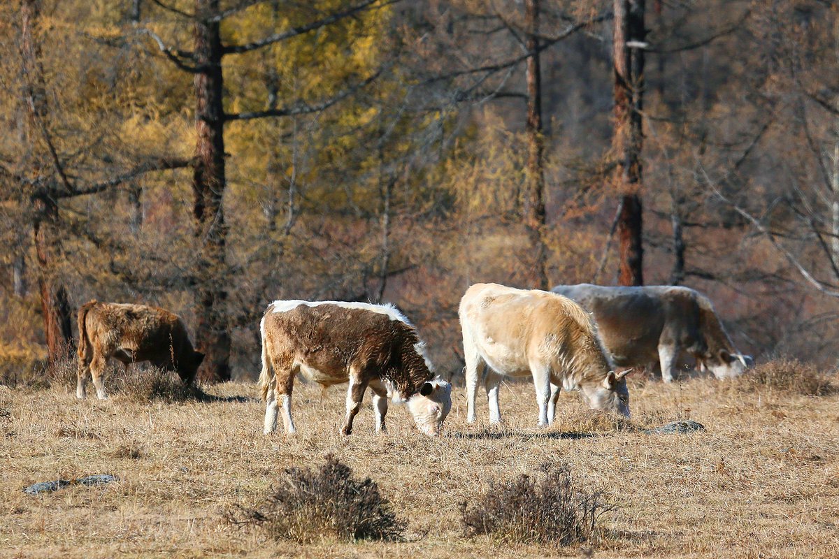 Коровы в долине горной реки Ак в предгорьях хребта Западный Саян в Барун-Хемчикском кожууне (районе) на северо-западе Республики Тува