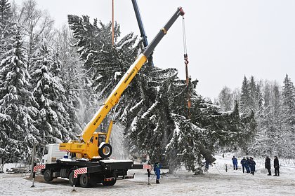 Главную новогоднюю ель России спилили под Москвой