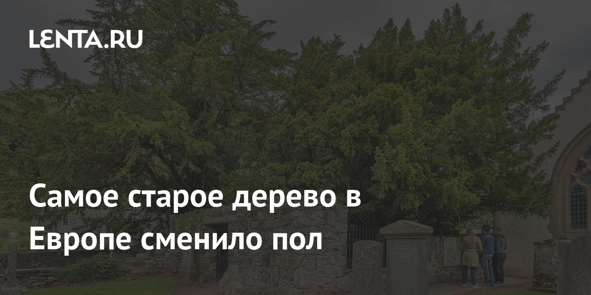 Гилтикус до смены пола