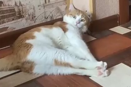 Уголовное дело кота Твикса прекращено