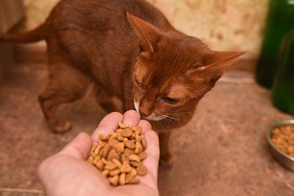 Россиянам рассказали о ситуации с кормами для животных