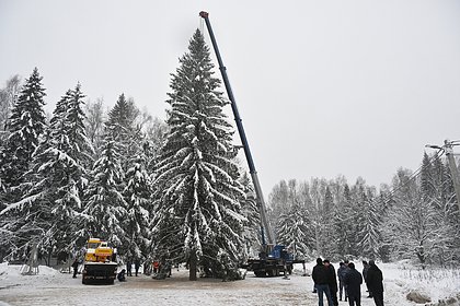 Елку в Кремле назвали второй по величине в Европе