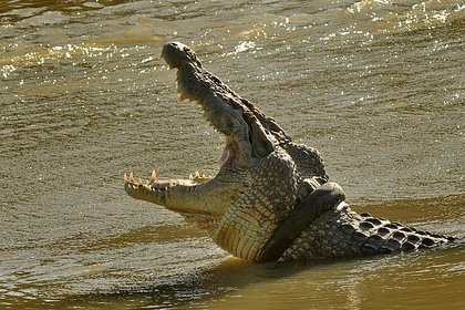 Огромный крокодил вынырнул из воды с женщиной в пасти