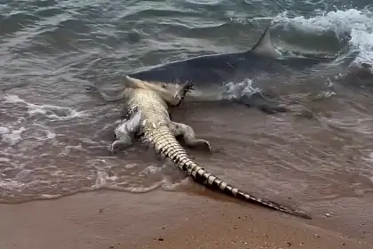 Акула полакомилась крокодилом и попала на видео