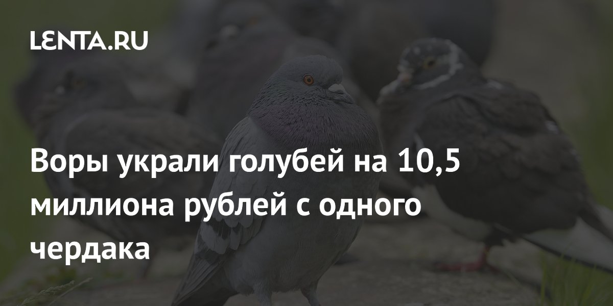 Воры украли голубей на 10,5 миллиона рублей с одного чердака