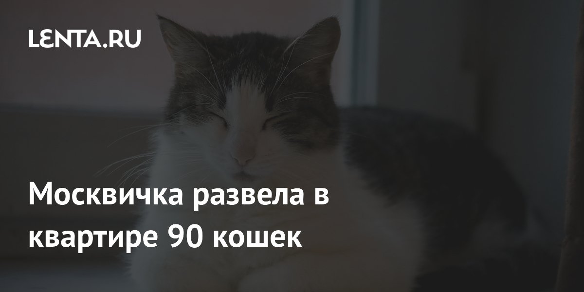 Москвичка развела в квартире 90 кошек