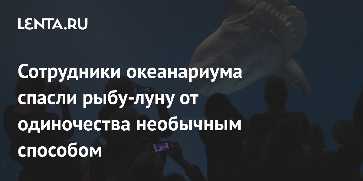 Сотрудники океанариума спасли рыбу-луну от одиночества необычным способом