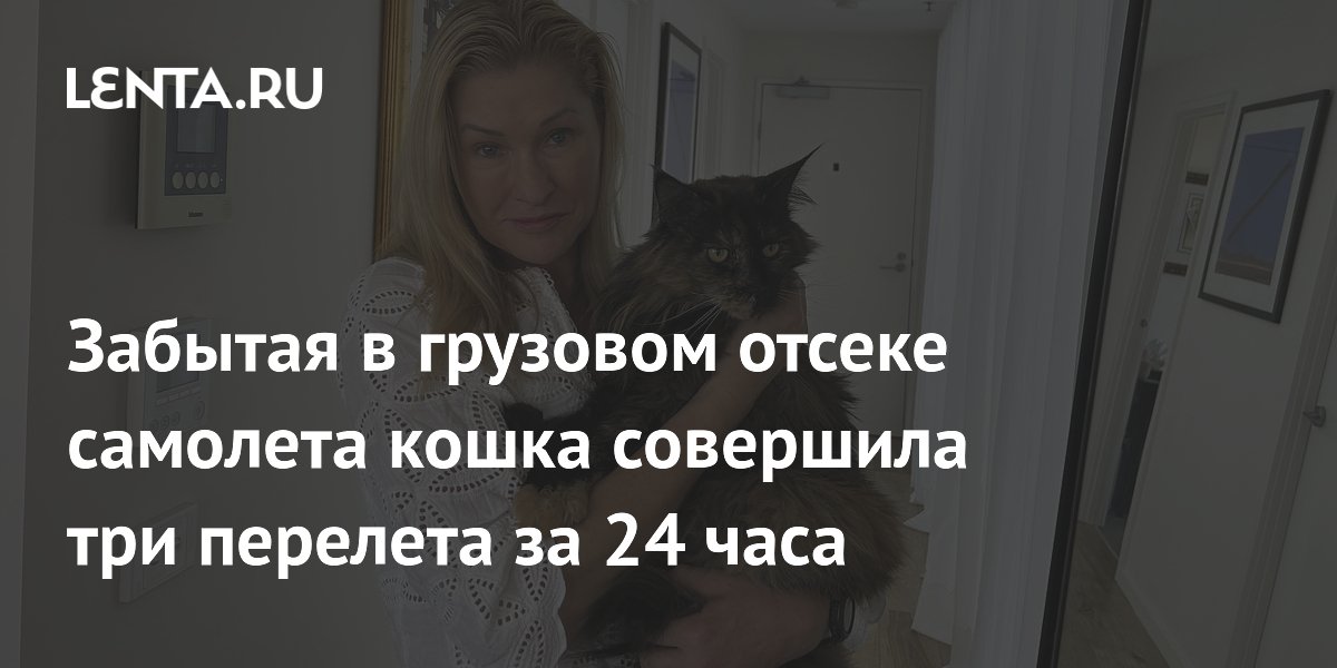 Забытая в грузовом отсеке самолета кошка совершила три перелета за 24 часа