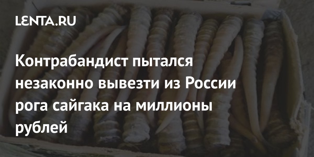 Контрабандист пытался незаконно вывезти из России рога сайгака на миллионы рублей