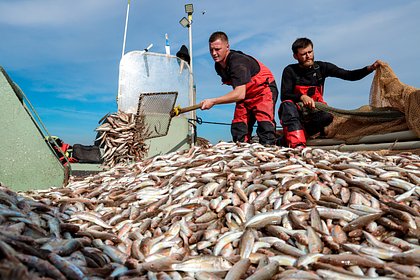 Выловленную в Черном и Азовском морях рыбу проверили