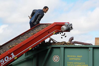 Власти объяснили резкий рост цен на картофель в России