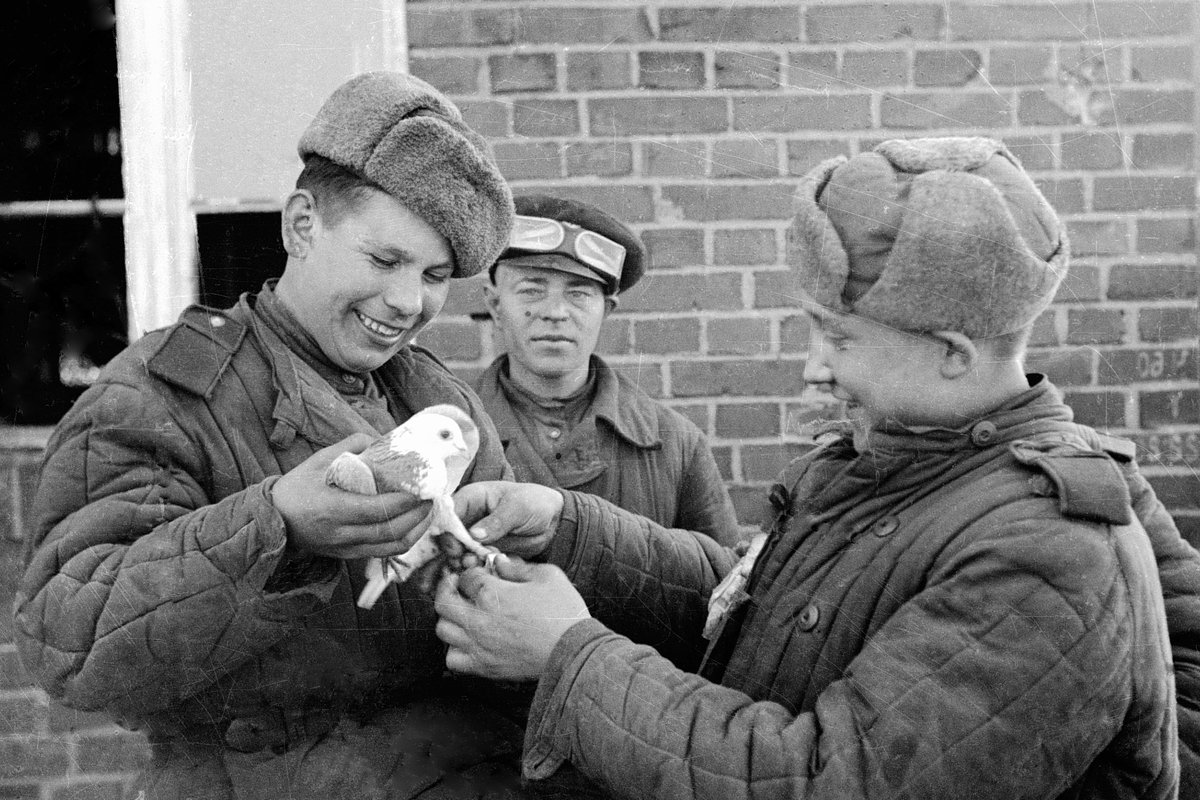 Советские солдаты с почтовым голубем. Польша, 1944 год