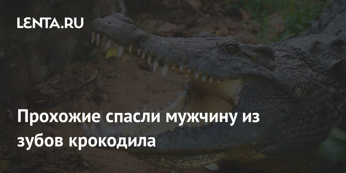Прохожие спасли мужчину из зубов крокодила