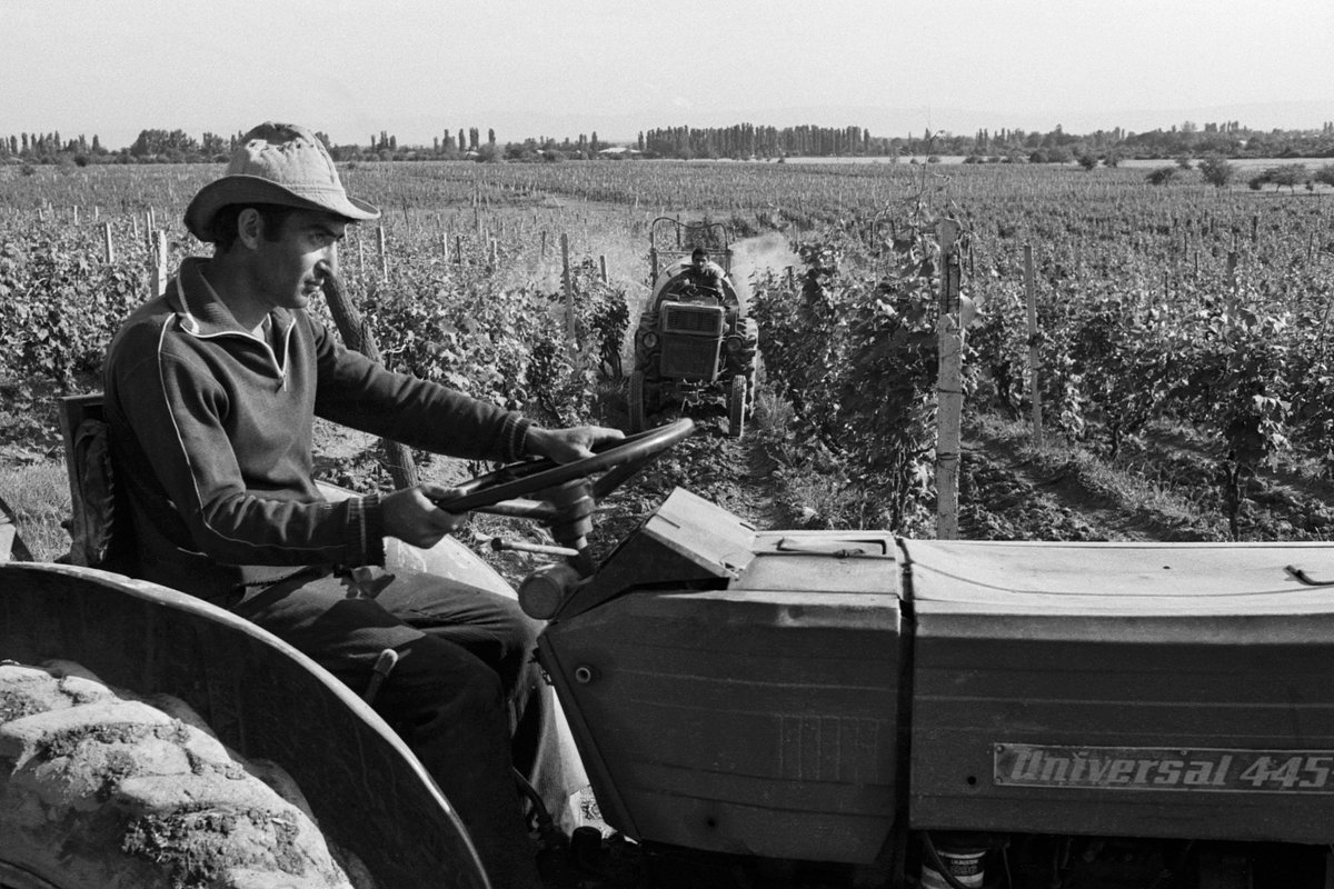 Виноградники в селе Чабукиани Лагодехского района Грузинской ССР, 12 мая 1989 года 