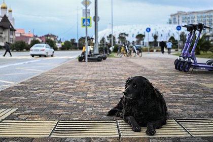 В Госдуме предложили усыплять напавших на человека собак и сажать в тюрьму хозяев