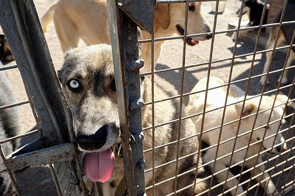 В 15 регионах России приняли законы об усыплении бездомных животных