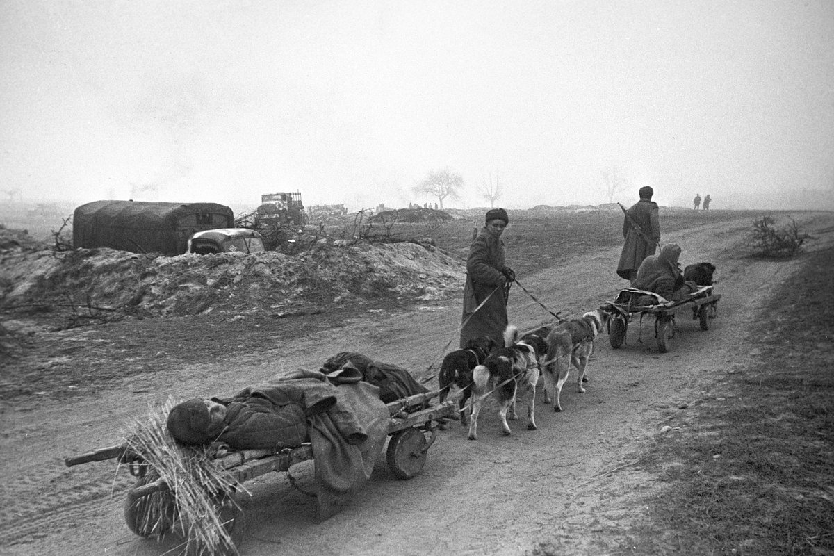 Эвакуация раненых с поля боя, 1-й Белорусский фронт, 1944 год