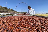 Мировая торговля кофе практически парализована. Что произошло и чем это грозит? 