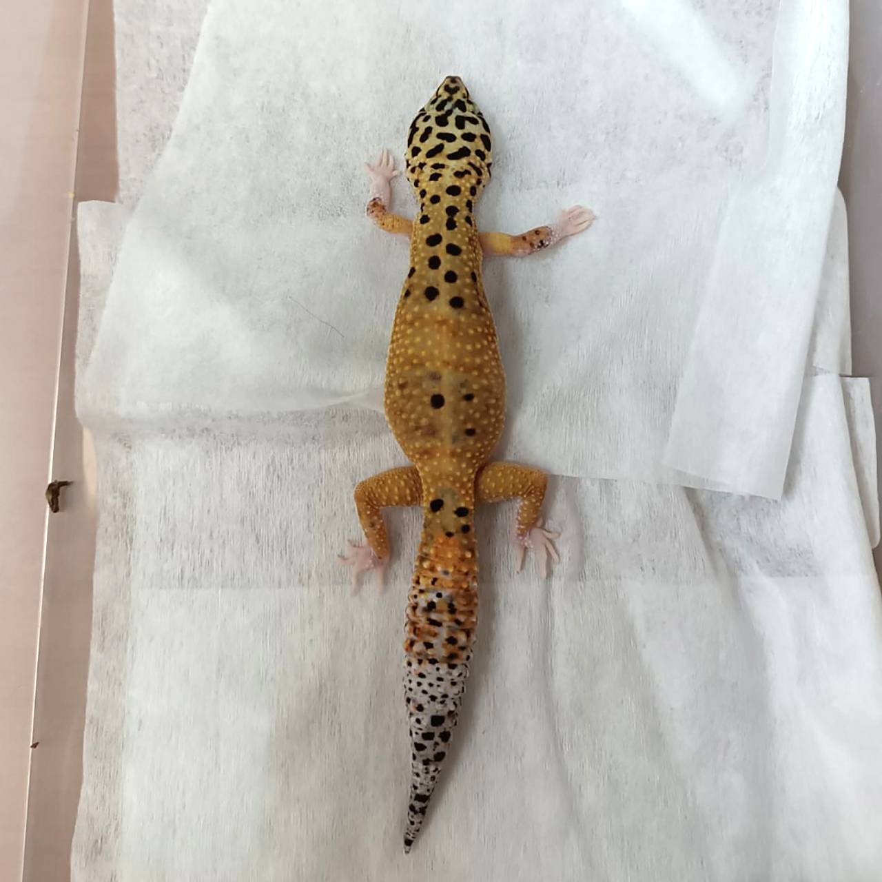 Фото: страница Госветуправления Нижнего Новгорода во «ВКонтакте»