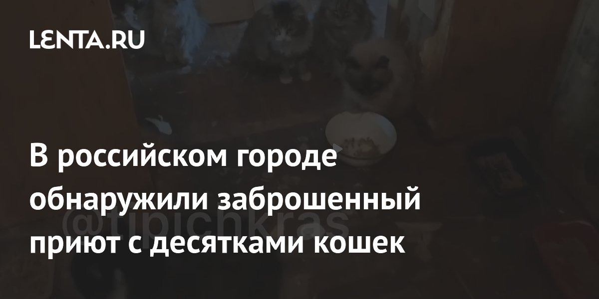 В российском городе обнаружили заброшенный приют с десятками кошек