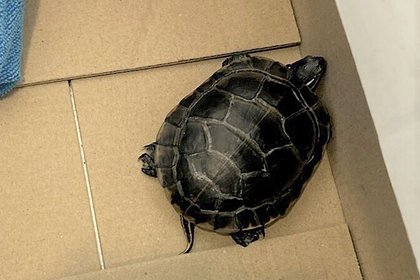 Пассажир самолета спрятал в штанах живую черепаху и попался из-за выпуклости в паху